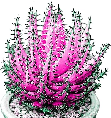 Plantes de fleurs de jardin vert-100 pièces colorées d'aloe vera succulentes à. Diaytar Côte d'Ivoire est une boutique en ligne généraliste proposant plus de 300 000 références de produits, faisant d'elle l'un des leaders du commerce en ligne dans le pays. Elle offre une large gamme de produits allant de l'électronique à la mode en passant par les produits alimentaires. Elle se distingue par sa livraison rapide et ses prix compétitifs.