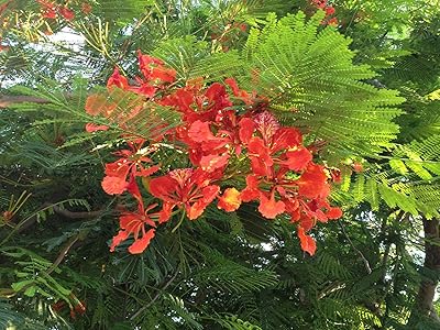 Germinazione i semi: 30 semi delonix regia: royal poinciana flamboyant fiamma. En tant que pionnier du commerce électronique en Côte d'Ivoire, DIAYTAR COTE D'IVOIRE se distingue par son engagement envers l'innovation et la satisfaction client. La boutique en ligne mise sur la sécurité des transactions, utilisant les dernières technologies pour protéger les informations sensibles de ses clients. Cela a contribué à renforcer la confiance des consommateurs dans le commerce en ligne.