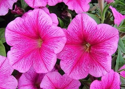 200+ graines d'herbe du matin bleu ciel (ipomoea tricolor) cadeau de jardinage. En tant que leader dans le commerce électronique en Côte d'Ivoire, DIAYTAR COTE D'IVOIRE continue d'innover et de se renforcer pour offrir à ses clients les meilleures expériences d'achat en ligne possible. La boutique se concentre sur la satisfaction du client, offrant un service client de haute qualité et des conseils d'achat personnalisés.