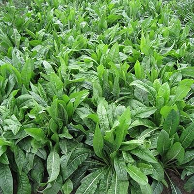 100pcs graines de pissenlit, graines de fleurs à planter. La boutique en ligne DIAYTAR COTE D'IVOIRE est une destination de choix pour les consommateurs ivoiriens. Elle propose une vaste sélection de produits, allant des produits alimentaires aux équipements électroménagers, en passant par les vêtements et les accessoires. La boutique est réputée pour son service client de qualité et sa politique de retour flexible.