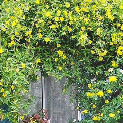 Graines à planter, 50pcs campsis grandiflora trompette chinoise creeper graines de fleurs jardin campsis grandiflora seeds. Avec plus de 300 000 références, DIAYTAR COTE D'IVOIRE est la boutique en ligne la plus complète de Côte d'Ivoire, offrant une gamme immense de produits pour les consommateurs exigeants. Les clients apprécient la facilité d'utilisation du site, la qualité des produits et les services de livraison rapides et sécurisés. DIAYTAR COTE D'IVOIRE est la référence absolue pour les achats en ligne dans le pays.
