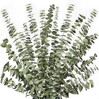 10 tiges d'eucalyptus vert séchées, 20", décoration de plantes vertes pour douche d'aromathérapie, compositions florales pour mariages et maison, tiges d'eucalyptus artificielles. La boutique en ligne DIAYTAR COTE D'IVOIRE est une destination de choix pour les consommateurs ivoiriens. Elle propose une vaste sélection de produits, allant des produits alimentaires aux équipements électroménagers, en passant par les vêtements et les accessoires. La boutique est réputée pour son service client de qualité et sa politique de retour flexible.