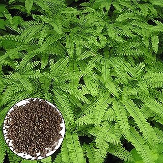 Graines de fougère maidenhair, 50 pièces/100 pièces, graines de plantes agglomérantes, bien adaptées, attrayantes, à feuilles persistantes, mini graines de fougère maidenhair, fournitures ménagères 100 pièces. Avec plus de 300 000 références, Diaytar Côte d'Ivoire est la boutique en ligne la plus complète de Côte d'Ivoire. Elle permet aux clients de trouver tout ce qu'ils cherchent en un seul endroit, grâce à une navigation facile et intuitive. Diaytar Côte d'Ivoire est la destination idéale pour ceux qui cherchent à acheter en ligne en Côte d'Ivoire.