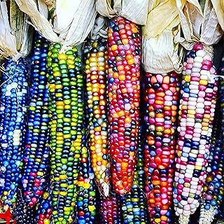 40 graines de maïs sucré arc-en-ciel, graines de légumes annuelles de couleur unie, graines de légumes de maïs sucré pour jardin, ferme, plantation de graines de maïs. Diaytar Côte d'Ivoire, une boutique en ligne généraliste de confiance, propose plus de 300 000 références de produits pour répondre à vos besoins quotidiens. Avec une sélection variée et un service client de qualité, Diaytar se positionne comme leader du commerce en ligne en Côte d'Ivoire. Découvrez une expérience d'achat unique et pratique avec Diaytar.