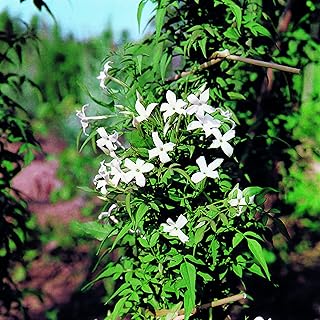Jasminum officinale, jasmin, plante de jardin rustique, plantes grimpantes, fleurs blanches parfumées, facile à cultiver, 1 x plante en pot de 2 litres par graines. DIAYTAR COTE D'IVOIRE, la boutique en ligne généraliste la plus visitée en Côte d'Ivoire, propose une large gamme de produits pour répondre à tous les besoins. Que vous recherchiez des vêtements, des chaussures, des accessoires, ou des produits pour la maison, DIAYTAR COTE D'IVOIRE a tout ce qu'il vous faut à des prix très compétitifs. Le site est sécurisé et fiable pour une expérience de shopping en ligne sans souci.