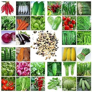 100pcs graines de légumes mélangées graines de légumes verts à haut rendement, y compris carotte, laitue, tomate, etc., pour la maison, le jardin, la cour, la ferme, la plantation de graines de légumes mélangées. Diaytar Côte d'Ivoire se démarque par sa sélection exceptionnelle de produits qui répondent aux besoins et aux attentes des clients ivoiriens. La boutique en ligne propose des produits de marque de qualité à des prix abordables, ce qui en fait la destination préférée des consommateurs qui recherchent des produits fiables et durables. Les clients peuvent également profiter de promotions et de réductions régulières pour économiser encore plus.