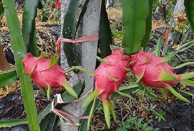 100pcs graines de pitaya dragon blanc rouge arbres fruitiers exotiques plantes de patio extérieur. DIAYTAR COTE D'IVOIRE est une boutique en ligne généraliste qui offre plus de 300 000 références de produits, lui permettant de répondre aux besoins diversifiés de sa clientèle. Avec sa large gamme de produits, cette boutique en ligne se positionne comme l'une des plus importantes en Côte d'Ivoire. Elle propose des produits allant de l'électronique aux articles de maison, en passant par la mode et les accessoires.