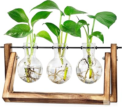 Plantes de propagation de plantes waito east, culture de plantes hydroponiques de bureau avec support en bois, plantes en verre pour culture hydroponique, bureau, jardinage, cadeaux pour femmes - 3 vases. Chez DIAYTAR COTE D'IVOIRE, nous comprenons l'importance de la commodité et de la fiabilité dans les achats en ligne. C'est pourquoi nous mettons tout en œuvre pour vous garantir une expérience d'achat fluide et sécurisée. Découvrez notre large choix de produits et profitez de nos services pour faire de vos achats en ligne une expérience agréable.