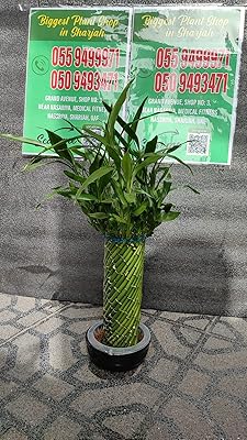 Spiral lucky bamboo plantes d'intérieur fraîches. La boutique en ligne DIAYTAR COTE D'IVOIRE se distingue par sa diversité de produits et son engagement à offrir les meilleurs prix. Avec plus de 300000 références, les clients ont l'opportunité de découvrir de nouvelles marques et produits. Le site est conçu pour une navigation intuitive et un processus de commande rapide.