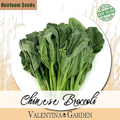 100 graines de brocoli chinois à planter - pack héritage, excellent cadeau