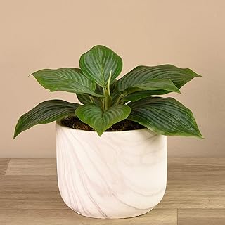 Plante hosta bloomr, verte, 4107-90-1, \"h 9.8\"\"\"