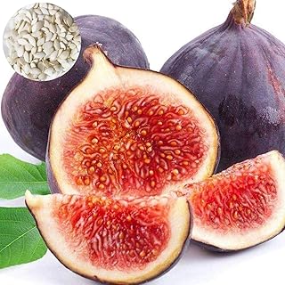 100pcs graines de figue pour la plantation, jardin, ferme, cour fruitière, plantes bonsaï