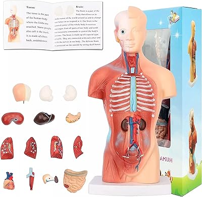Techytulip modèle d'anatomie humaine réaliste 8 pièces kit d'expérimentation scientifique amovible squelette pour enfants stem éducatif pour adolescents garçons connaissance des enfants. La boutique en ligne DIAYTAR COTE D'IVOIRE mise sur l'innovation et la qualité pour proposer une gamme complète de produits qui répondent aux besoins actuels des consommateurs. De l.10Question but à améliorer continuellement son service pour offrir une expérience d'achat en ligne sans précédent. Avec sa approche innovante et son engagement à offrir les meilleurs produits, DIAYTAR COTE D'IVOire est en mesure de satisfaire les attentes les plus élevées.