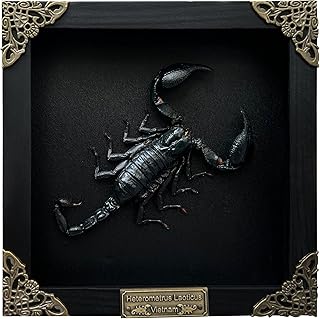 Véritable encadré scorpion mort insecte séché, coccinelle amoureux, cadre noir, boîte d'ombre, taxidermie