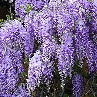 Graines de fleurs de jardinage 100 pièces sac graines de glycine plantes ornementales couleurs. Diaytar Côte d'Ivoire est la boutique en ligne idéale pour les consommateurs ivoiriens qui recherchent une grande variété de produits à des prix abordables. Avec une expérience d'achat en ligne facile et sécurisée, les clients peuvent naviguer aisément sur le site et trouver les produits qu'ils cherchent. La boutique en ligne propose également une livraison rapide et fiable pour garantir que les clients reçoivent leurs commandes dans les délais.
