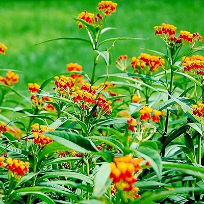 Graines d'asclepias curassavica, 30 pièces/sac de graines de fleurs, jolies plantes résistantes à