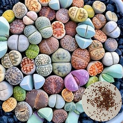100 pièces/sac graines graines ornementales vivantes graines de plantes rustiques graines succulentes de balcon. Avec plus de 300000 références, DIAYTAR COTE D'IVOIRE est devenue incontournable pour les achats en ligne en Côte d'Ivoire. Elle propose des promotions régulières et des offres spéciales qui permettent aux clients de réaliser des économies. De plus, son système de paiement sécurisé offre une protection totale aux clients.