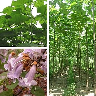 100pcs graines de paulownia elingata plante de jardin à croissance rapide d'arbre