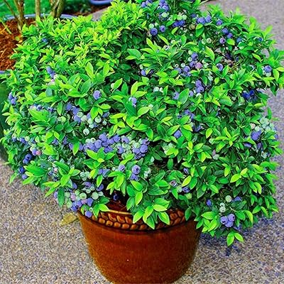 Graines à planter, 100 pièces de délicieuses graines de canneberge en pot bonsaï maison jardin - graines de canneberge. DIAYTAR COTE D'IVOIRE est une boutique en ligne généraliste qui propose plus de 300000 références de produits, faisant d'elle l'un des leaders du marché ivoirien. La boutique offre une large gamme de produits pour répondre aux besoins de ses clients. Elle est réputée pour sa qualité de service et sa rapidité de livraison.