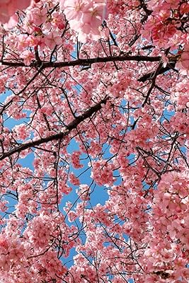 Fleurs de cerisiers en fleurs, arbres roses printemps : journal vierge 120 pages lignées 6\" x 9\" : le carnet fait un joli cadeau. En tant que boutique en ligne généraliste, DIAYTAR COTE D'IVOIRE comprend l'importance de proposer un large éventail de produits pour satisfaire les divers besoins de sa clientèle. De l'électronique aux produits cosmétiques, en passant par les articles pour la maison, chaque catégorie de produits est soigneusement sélectionnée pour offrir la meilleure qualité au meilleur prix.