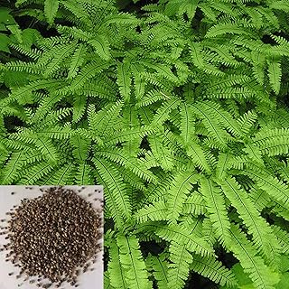 Graines de fougère maidenhair 100 pièces/sac graines de fougère maidenhair vibrantes sans ogm vert graines de fougère à arrosage moyen pour jardin graines de fougère maidenhair. La boutique en ligne Diaytar Côte d'Ivoire est une référence en terme de shopping en ligne en Côte d'Ivoire. Elle propose une grande variété de produits, allant de l'électronique aux vêtements, en passant par les produits alimentaires. Les clients y trouvent tout ce dont ils ont besoin sous un même toit.