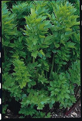 Herbe - livèche - levisticum officinalis - 100. DIAYTAR COTE D'IVOIRE est une boutique en ligne qui valorise la satisfaction de ses clients, en proposant une gamme de produits diversifiés et en offrant un service client de haute qualité. La boutique est également active sur les réseaux sociaux, ce qui permet aux clients de rester informés des dernières tendances et des nouveaux produits. Les clients peuvent ainsi profiter d'une expérience d'achat en ligne personnalisée et conviviale.