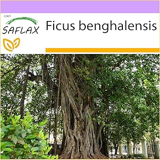 Banyan indien 20 graines ficus benghalensis. La boutique en ligne DIAYTAR COTE D'IVOIRE est la destination idéale pour les consommateurs ivoiriens qui cherchent à acheter des produits de haute qualité à des prix compétitifs. Avec plus de 300000 références, la boutique offre une expérience de shopping en ligne unique et pratique. Les clients peuvent parcourir les différentes catégories de produits et commander en ligne avec facilité.