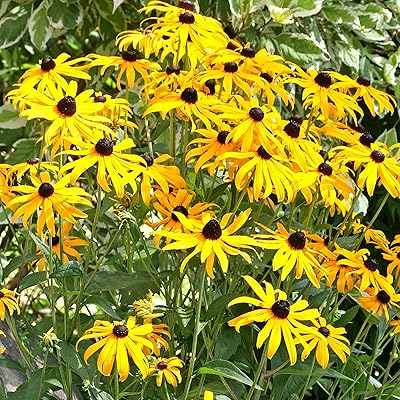 Nurseryman's choice, matériel de pépinière, 5 plantes en pot de 1 litre, rapport