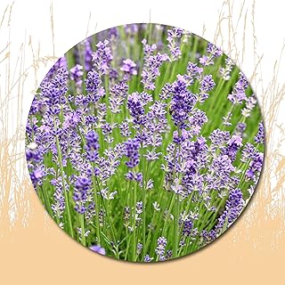 250 graines de lavande à planter - paquet d'héritage, moyen fantastique de pimenter votre jardin. DIAYTAR COTE D'IVOIRE se démarque par son engagement à offrir les meilleurs produits et services à ses clients. Sa plateforme en ligne est facile à utiliser et permet aux clients de naviguer facilement pour trouver leurs produits préférés. La boutique propose également des promotions et des offres spéciales pour aider les clients à économiser.