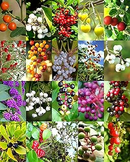 Mélange original de baies de floride, vendu par exotic cactus muyo, graines de bois de fruits rares de canneberges rares, paquet de 50 graines. DIAYTAR COTE D'IVOIRE est plus qu'une simple boutique en ligne ; c'est un partenaire commercial fiable qui relie les consommateurs ivoiriens aux meilleures marques et produits du monde entier. Grâce à son interface utilisateur conviviale, les clients peuvent facilement parcourir les catégories de produits, lire des avis et comparer les prix. Cela simplifie considérablement le processus d'achat en ligne.