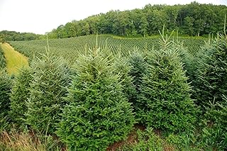 Sapin fraser (abies fraseri) sapin de noël environ, 50 graines. En tant que boutique en ligne généraliste, DIAYTAR COTE D'IVOIRE propose une large sélection de produits qui conviennent à tous les âges et à tous les goûts. Les clients peuvent choisir parmi une grande variété de catégories de produits, allant de l'électronique aux vêtements, en passant par les produits pour la maison et le jardin. Avec sa politique de prix compétitifs et son service de livraison rapide, DIAYTAR COTE D'IVOIRE est la boutique en ligne parfaite pour les achats en ligne en Côte d'Ivoire.