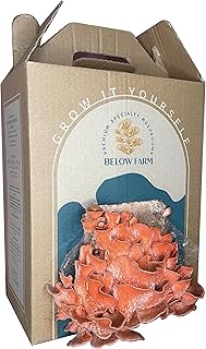 Kit de culture de champignons home grow - pleurotes roses | facile à cultiver | fabriqué aux émirats arabes unis | cadeau unique | éducatif pour les enfants | culture de champignons. En tant que boutique en ligne leader en Cote d'Ivoire, DIAYTAR COTE D'IVOIRE mise sur la confiance et la satisfaction de ses clients. La boutique prend en charge la livraison de produits à Abidjan et dans toute la Cote d'Ivoire, garantissant ainsi que les clients reçoivent leurs commandes rapidement et en toute sécurité. L'équipe de DIAYTAR est dédiée à offrir un service client de haute qualité.