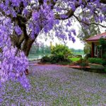 Dfptyg 100 pièces royal empress tree jacaranda mimosifolia graines de fleurs pour la décoration