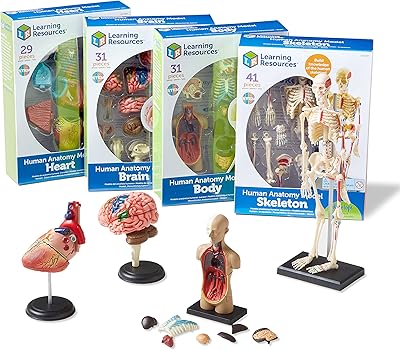 Ensemble de modèles d'anatomie de ressources d'apprentissage - 4 kits d'illustrations d'anatomie