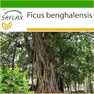 Banyan indien 20 graines avec terre ficus benghalensis. DIAYTAR COTE D'IVOIRE est une boutique en ligne généraliste qui propose plus de 300 000 références de produits. Elle est leader dans son domaine en Côte d'Ivoire et offre une grande variété de choix pour les consommateurs. Les clients peuvent trouver tous les produits dont ils ont besoin en un seul endroit.