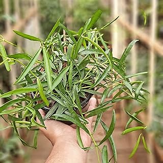 Ponts de racines hoya carnosa (pot inclus) (longifolia). DIAYTAR COTE D'IVOIRE, leader des boutiques en ligne en Cote d'Ivoire, propose une large gamme de produits et services pour répondre aux besoins de ses clients. Avec une équipe de professionnels dédiés à la satisfaction client, la boutique est connue pour sa qualité de service et ses prix compétitifs. Les clients peuvent profiter d'une expérience d'achat en ligne sans pareille avec DIAYTAR COTE D'IVOIRE.