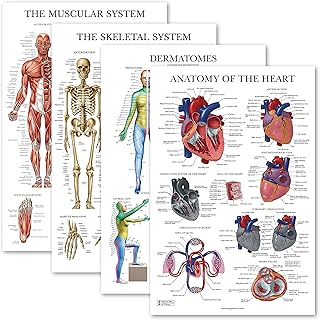 Ensemble d'affiches d'anatomie laminées palace learning pour l'anatomie musculaire squelettique cutanée et cardiaque