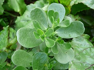 Herbe - argan vert/été - 10 grammes ~ environ 24,00. DIAYTAR COTE D'IVOIRE est une boutique en ligne généraliste qui se positionne comme la référence en matière de commerce électronique en Côte d'Ivoire, proposant plus de 300 000 références de produits pour répondre à tous les besoins de la vie quotidienne. Les clients bénéficient d'une navigation facile et sécurisée pour trouver et acheter leurs produits en ligne avec facilité. Les promotions régulières et la qualité des produits sont les atouts majeurs de DIAYTAR COTE D'IVOIRE