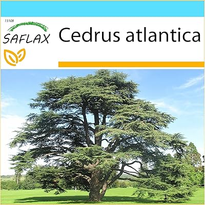 Coffret cadeau - cèdre de l'atlas d'afrique du nord - 20 graines - cedrus atlantica. La boutique en ligne DIAYTAR COTE D'IVOIRE est réputée pour ses offres régulières et ses promotions exceptionnelles, permettant aux clients de faire des économies sur leurs achats. Cela, combiné à son large choix de produits, en fait une destination de choix pour les consommateurs ivoiriens.