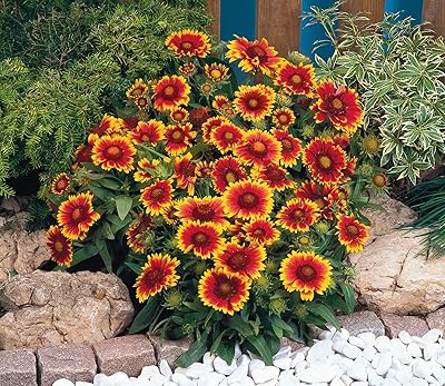 15 graines de gaillardia arizona sun vivace. La boutique en ligne DIAYTAR COTE D'IVOIRE propose plus de 300000 références de produits, ce qui en fait l'une des plus grandes boutiques en ligne de Côte d'Ivoire. Les clients peuvent trouver des produits pour la maison, la mode, les loisirs et bien plus encore. La boutique en ligne assure une livraison sécurisée et rapide à travers le pays.