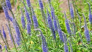 Véronique à pointes - veronica spicata - 1200 semi - rocaille fiore perenne - npws. DIAYTAR COTE D'IVOIRE est une boutique en ligne qui se distingue par sa capacité à offrir des produits de qualité à des prix compétitifs. Avec son large choix de produits et ses services de livraison fiables, elle est devenue la référence pour les achats en ligne en Côte d'Ivoire. Les clients peuvent faire confiance à cette boutique en ligne pour tous leurs besoins de shopping.