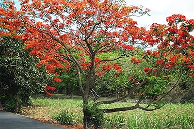 12 graines royal poinciana, graines de flamboyant pour la plantation d'arbres ornementaux